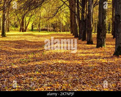 Die gefallenen Blätter streuen Erde und Baumstämme in einer Reihe in einem Herbstpark Stockfoto