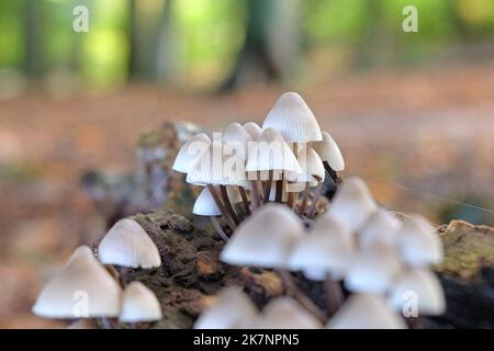 Gewöhnliche Haubenpilze in Buchenwäldern, Surrey, Großbritannien Stockfoto