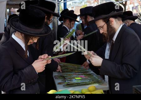 In Vorbereitung auf den Urlaub in Sukkos untersuchen orthodoxe jüdische Männer Hadasim - Myrtenzweige -, die in Sukkot-Diensten verwendet werden sollen. In Brooklyn, New York. Stockfoto