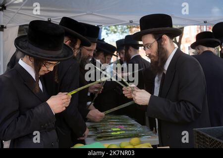 In Vorbereitung auf den Urlaub in Sukkos untersuchen orthodoxe jüdische Männer Hadasim - Myrtenzweige -, die in Sukkot-Diensten verwendet werden sollen. In Brooklyn, New York. Stockfoto