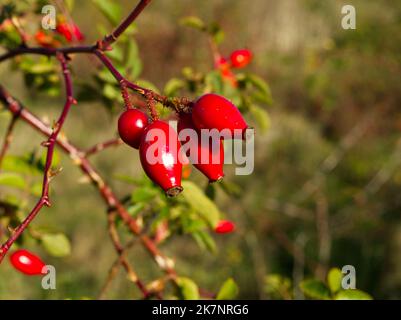 Rote Beeren des Hundes rosen in Hecken Stockfoto