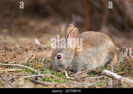 Nahaufnahme eines auf dem Boden isolierten jungen, wilden britischen Kaninchens (Oryctolagus cuniculus), das Gras knabbert, Ende April. Stockfoto
