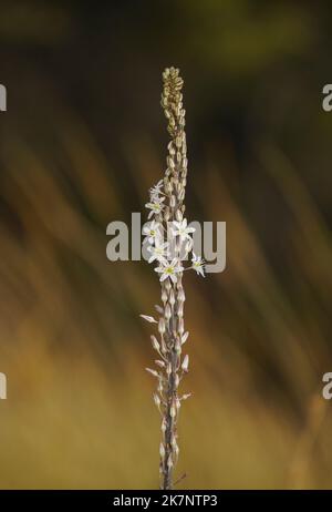 Drimia Maritima, Meer Blaustern, Meer Zwiebel, Pflanzen in Blüte, Andalusien, Spanien. Stockfoto