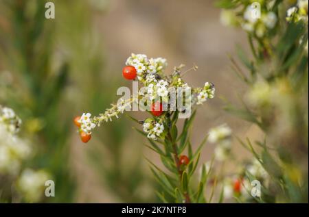 Daphne gnidium, giftiges immergrün, blühende Nahaufnahme von Pflanzen mit Früchten, mediterranes, Spanien. Stockfoto