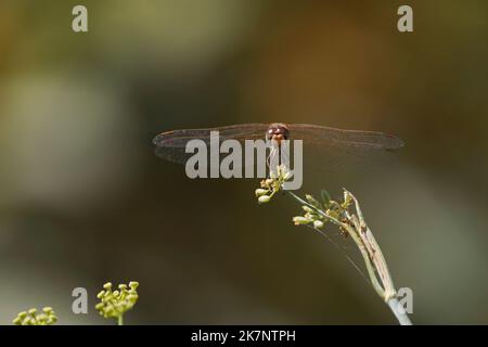 Männlicher Rothaderdarter, Sympetrum fonscolombii, Libelle auf einer Pflanze, Andalusien, Spanien Stockfoto