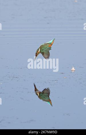 Gewöhnlicher Eisvögel (Alcedo atthis) Tauchen Angeln Norfolk GB UK Oktober 2022 Stockfoto