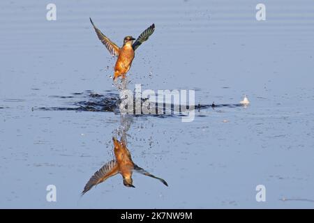 Gewöhnlicher Eisfischer (Alcedo atthis) Fischerei aus dem Wasser Norfolk GB UK Oktober 2022 Stockfoto