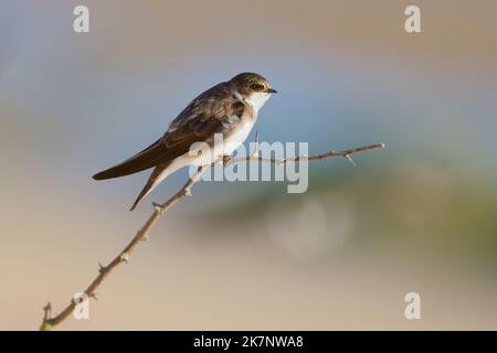 Sand martin (riparia riparia) entlang der Sanddünen, wo die Kolonie nisten. Baie du mont Saint Michel, Manche, Normandie, Frankreich. Stockfoto