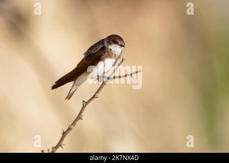 Sand martin (riparia riparia) entlang der Sanddünen, wo die Kolonie nisten. Baie du mont Saint Michel, Manche, Normandie, Frankreich. Stockfoto