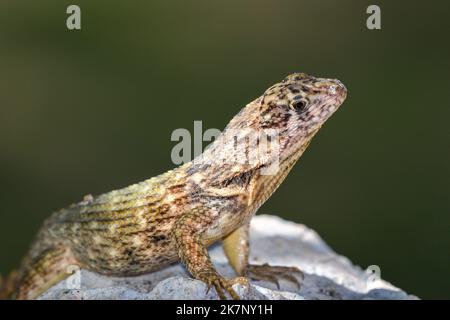 Kubanischer Schwanzeidechse, der auf einem großen Felsen Sonne tanken kann. Stockfoto