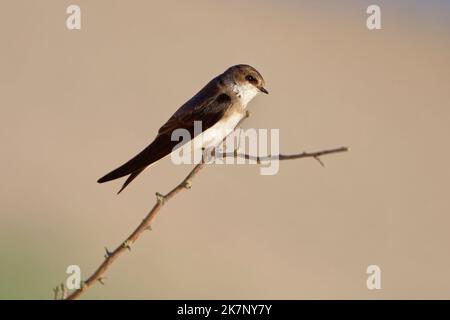 Sand martin (riparia riparia) entlang der Sanddünen, wo die Kolonie nisten. Baie du mont Saint Michel, Manche, Normandie, Frankreich. Stockfoto