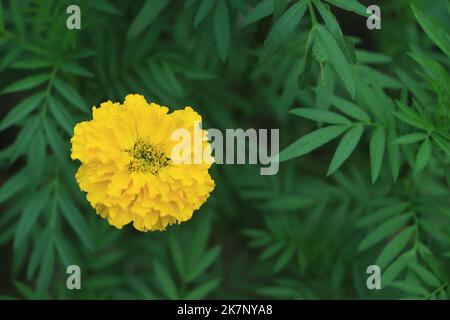 Ringelblumen. Ringelblumen auf der Wiese im Sonnenlicht. Gelbe Ringelblumen im Garten Stockfoto