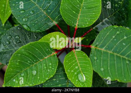 Grüne Blätter mit Wassertropfen auf einer Pflanze der Weihnachtssterne, der Eforbia pulcherrima Stockfoto