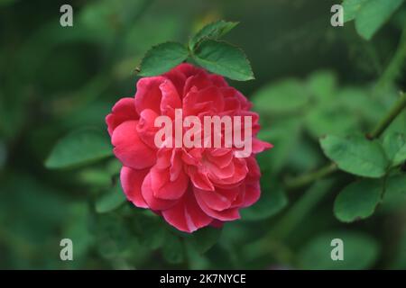 Nahaufnahme der roten Rose mit schönen Blütenblättern Stockfoto