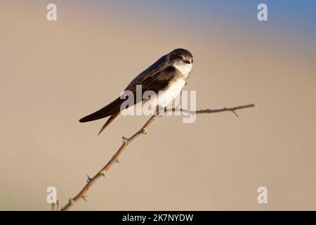 Sand martin (riparia riparia) entlang der Sanddünen, wo die Kolonie nisten. Baie du mont Saint Michel, Manche, Normandie, Frankreich. Stockfoto