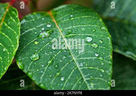 Grüne Blätter mit Wassertropfen auf einer Pflanze der Weihnachtssterne, der Eforbia pulcherrima Stockfoto