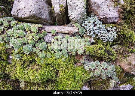 Sempervivum Hauslauch wächst auf einer Trockensteinmauer in Kirkby Malham, Malhamdale, Yorkshire Dales National Park Stockfoto