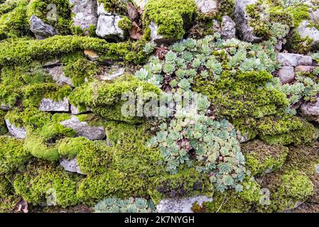 Sempervivum Hauslauch wächst auf einer Trockensteinmauer in Kirkby Malham, Malhamdale, Yorkshire Dales National Park Stockfoto