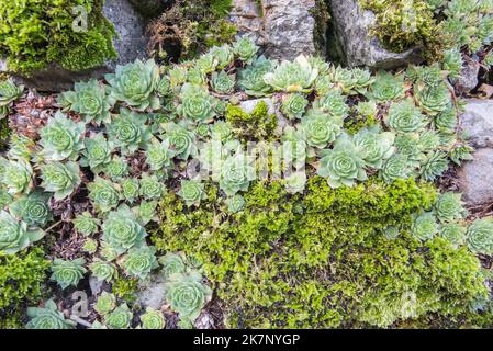 Sempervivum Hauslauch wächst auf einer Trockensteinmauer in Kirkby Malham, Malhamdale, Yorkshire Dales National Park Stockfoto