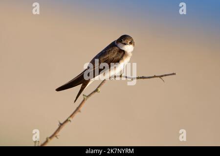 Sand martin (riparia riparia) entlang der Sanddünen, wo die Kolonie nisten. Baie du mont Saint Michel, Manche, Normandie, Frankreich. Stockfoto