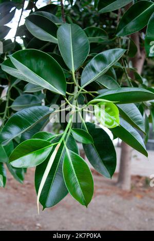 Ficus benjamina Baumblätter. Ficus benjamina Laub. Grünes Laub. Grüner Busch in einem tropischen Klima Stockfoto