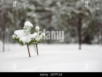 Winterhintergrund mit kleinen Kiefern, die unter Schnee sapling Stockfoto