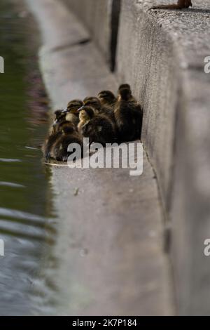 Mallard Duckling Entlein drängte sich zusammen Gruppe schoss niedrigen Wasserblick Stockfoto