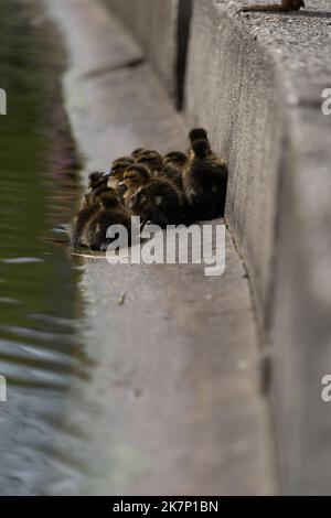 Mallard Duckling Entlein drängte sich zusammen Gruppe schoss niedrigen Wasserblick Stockfoto