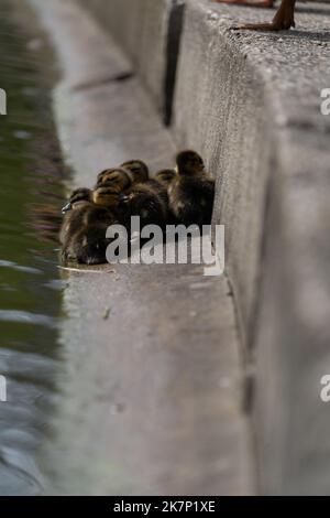 Mallard Duckling Entlein drängte sich zusammen Gruppe schoss niedrigen Wasserblick Stockfoto