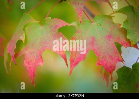 Lebendige Herbstblätter von einem Ahornbaum in Kingston, Ontario. Stockfoto