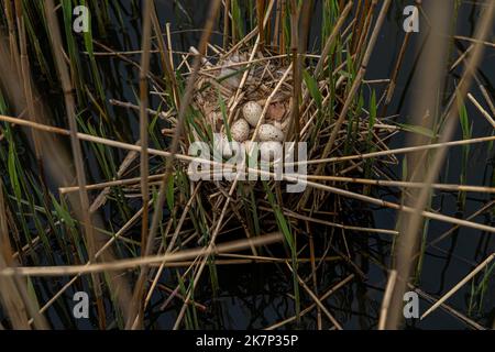 Moorhen Nest in Schilfbett am Dorfteich gebaut Stockfoto