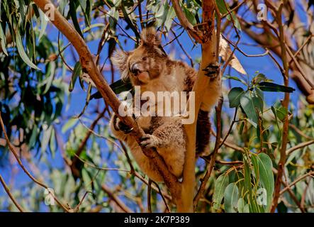 Der Koala oder, ungenau, Koalabär (Phascolarctos cinereus) ist ein arboreales pflanzenfressendes Beuteltier, das in Australien beheimatet ist. Stockfoto