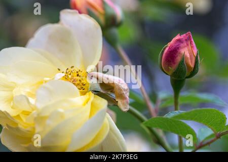 Anmutige Triebe gelbe Rosen mit Knospen und verblassenden Blüten gegen einen dunkelgrünen Garten Stockfoto