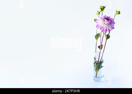 Lila Dahlia Blume in einer transparenten Vase auf blauem Hintergrund Stockfoto