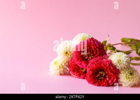 Rote Tsinia Blume und weiße Dahlia Blume auf einem rosa Hintergrund Stockfoto