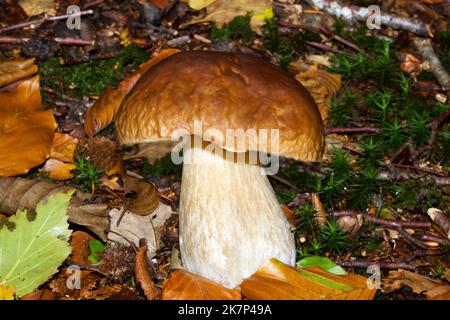 Boletus edulis (cep) ist in Laub- und Nadelwäldern weit verbreitet und wächst auf der nördlichen Hemilleum. Es ist eine geschätzte essbare Art. Stockfoto