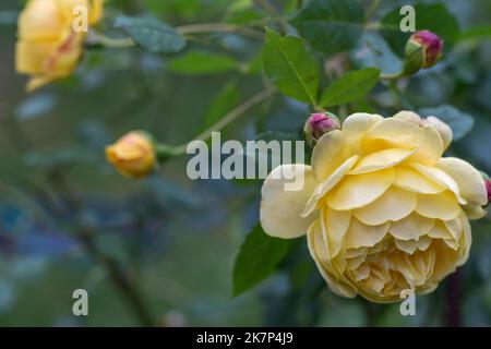 Anmutige Triebe aus gelben Rosen mit Knospen und einer großen Blume vor dem Hintergrund eines grünen Gartens Stockfoto