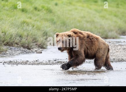 Alaskan Braunbär, der durch einen Bach in Alaska läuft Stockfoto