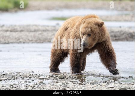 Alaskan Braunbär, der durch einen Bach in Alaska läuft Stockfoto