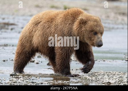 Alaskan Braunbär, der durch einen Bach in Alaska läuft Stockfoto