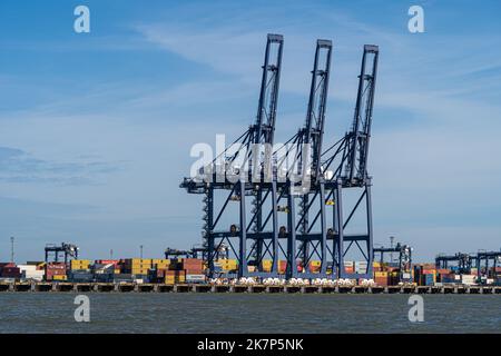 Feliistowe Suffolk UK Februar 1. 2022 Containerhafen von Opposite Inlet zeigt Container Ships und Container Handling Portalkrane Stockfoto