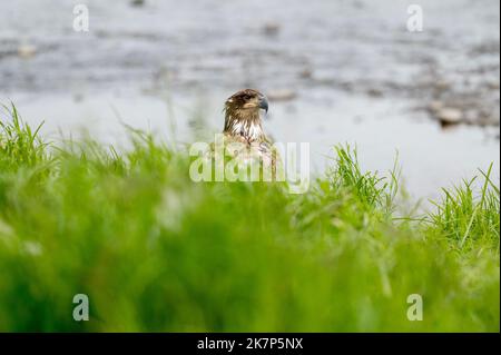 Der unreife Weißkopfseeadler thronte auf dem Boden in der Nähe eines Baches in Alaska Stockfoto