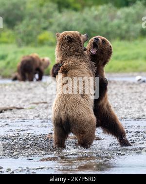 Zwei alaskische Braunbären kämpfen am Rande eines Baches Stockfoto