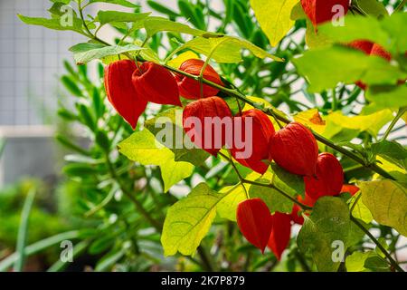 Orangenfrucht der Chinesischen Laterne, Physalis alkekengi L. Abruzzen, Italien, Europa Stockfoto