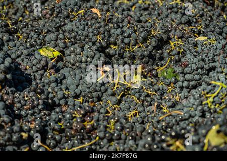 Lese der Montepulciano d'Abruzzo-Trauben, die gelesen werden, um in den Weinkeller gebracht zu werden. Abruzzen, Italien, Europa Stockfoto