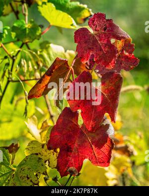 Rote Montepulciano Rebe Blätter gegen das Licht. Abruzzen, Italien, Europa Stockfoto