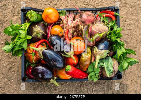 Box mit Gemüse aus biologischem Anbau im Garten auf dem Land. Abruzzen, Italien, Europa Stockfoto