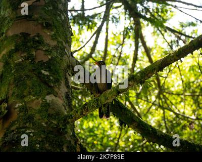 Ein dunkelgrauer Vogel (großer Thrush) hält auf dem Baum auf der Suche nach Nahrung Stockfoto