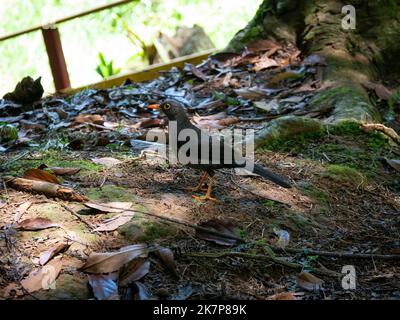 Ein dunkelgrauer Vogel (großer Thrush) steht auf dem Boden, auf der Suche nach Nahrung Stockfoto