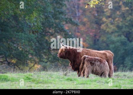 Eine Highland-Kuh und ihr Kalb im Herbstregen im Pollok Country Park, Glasgow, Schottland, Großbritannien Stockfoto